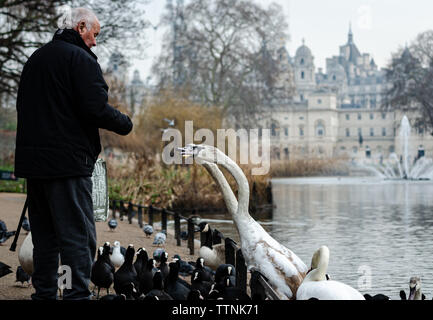 Eine ältere Art Gentleman mit einem Stock Feeds die Swans (Cygnus olor) und Enten bei St. James Park in London England im Januar Stockfoto