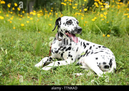 Dalmatiner Hund auf einem Gras Stockfoto