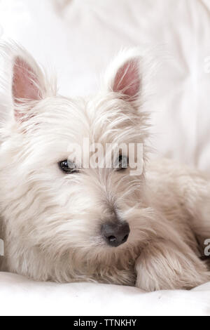 Junge männliche West Highland White Terrier (Westie) Hund liegend auf einem weißen Sofa, in die Kamera schaut. Stockfoto