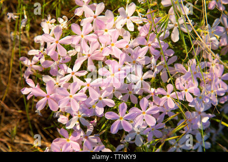 Phlox, Hanford Reach National Monument, Washington Stockfoto