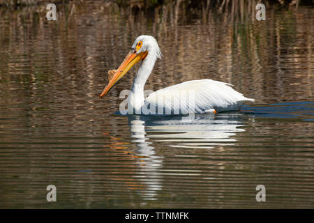 American White Pelican (Pelecanus erythrorhynchos), Rocky Ford Brutplatz Wasser Zugang Ort, Washington Stockfoto