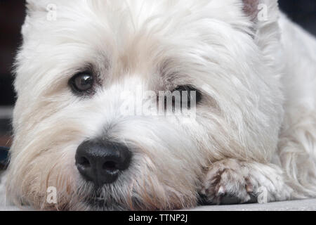 Nahaufnahme des Gesichts eines männlichen Erwachsenen West Highland White Terrier (Westie) Hund liegend auf der Vorderseite Schritte in die Kamera schaut Stockfoto