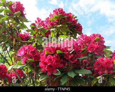 Eine große rosa Rhododendron Strauch in voller Blüte ist eines der Merkmale eines schottischen Garten im Juni 2019 Stockfoto