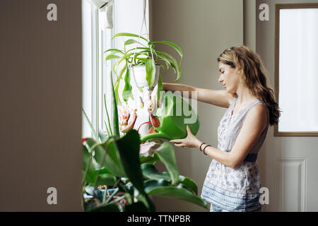 Frau Bewässerung Topfpflanzen auf dem Fenster zu Hause Stockfoto