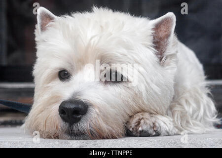 Erwachsene männliche West Highland White Terrier (Westie) Hund liegend auf der Vorderseite Schritte vor der Kamera und mit Blick auf die Nachbarschaft Stockfoto