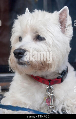 Erwachsene männliche West Highland White Terrier (Westie) Hund liegend auf der Vorderseite Schritte vor der Kamera und mit Blick auf die Nachbarschaft, Warnung Stockfoto