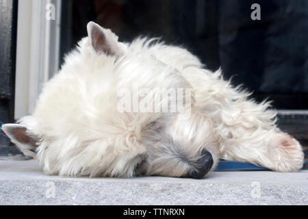 Erwachsene männliche West Highland White Terrier (Westie) Hund liegend auf seiner Seite und das Schlafen auf den Stufen vor Stockfoto