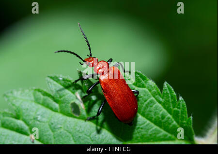 Eine Rothaarige oder gemeinsamen Kardinal Käfer (Pyrochroa serraticornis) auf einem Nesselblatt an Tophill niedrige Nature Reserve, East Yorkshire Stockfoto