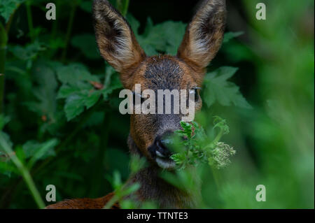 Eine Nahaufnahme von einem Reh (Capreolus capreolus) im Wald bei Tophill niedrige Naturschutzgebiet in East Yorkshire Stockfoto