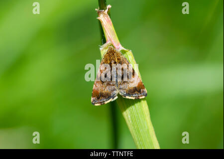 Eine kleine gelbe Underwing Motte (Panemeria tenebrata) in einer Wiese bei Tophill niedrige Nature Reserve, East Yorkshire. Stockfoto