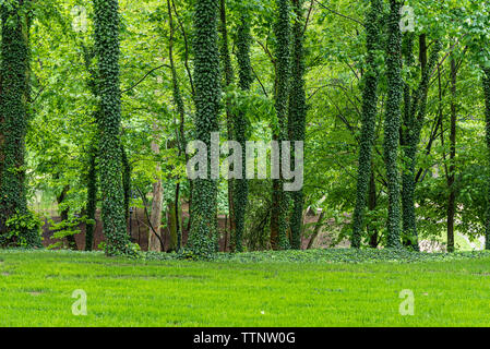 Die hohen Bäume im Park im Efeu bedeckt. Ruhige grüne natürliche Hintergrund. Stockfoto