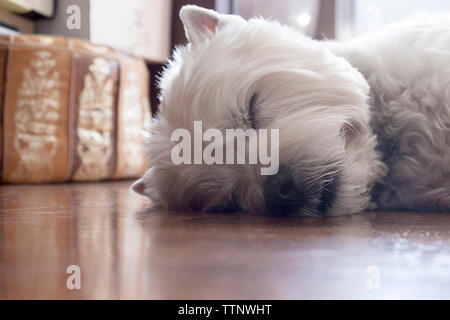 Erwachsene männliche West Highland White Terrier (Westie) Hund liegend auf seiner Seite und auf dem Boden schlafen Stockfoto