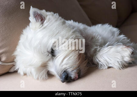 Erwachsene männliche West Highland White Terrier (Westie) Hund schlafen auf der Couch Stockfoto