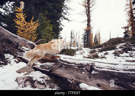 Hund springen über gefallenen Baumstamm in Wald im Winter Stockfoto