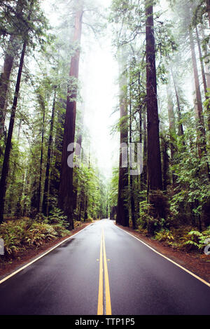 Straße inmitten von Redwood Bäume am State Park Stockfoto