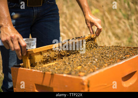 Mittelteil der Imker entfernen Honeycomb Rahmen in das Feld Stockfoto