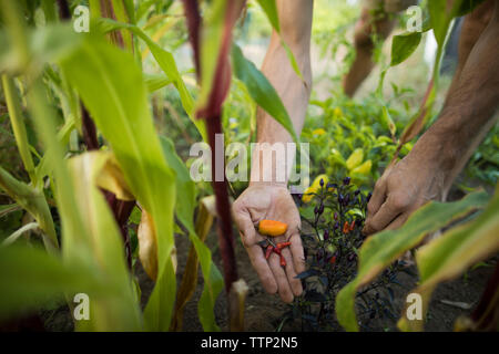 7/8 Hand des Menschen Kommissionierung chili peppers auf gemeinschaftlicher Garten Stockfoto