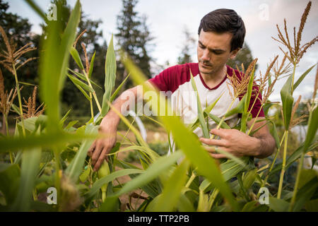 Man Ernte Mais an Gemeinschaft garten Stockfoto