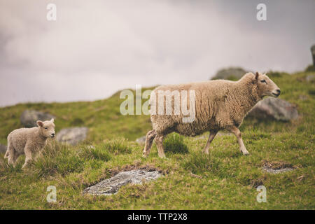 Seitenansicht von Schaf- und Lammfleisch auf dem Feld gegen Sky Stockfoto