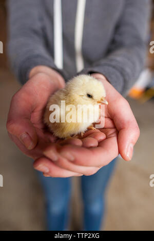 Mittelteil von Teenage girl Holding baby Huhn beim Stehen in der tiergehege Stockfoto