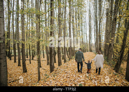 Rückansicht der Eltern und Sohn zu Fuß, während Sie die Hände in Wald im Herbst Stockfoto
