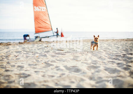 Portrait von Yorkshire Terrier stehend am Strand mit der Familie im Hintergrund