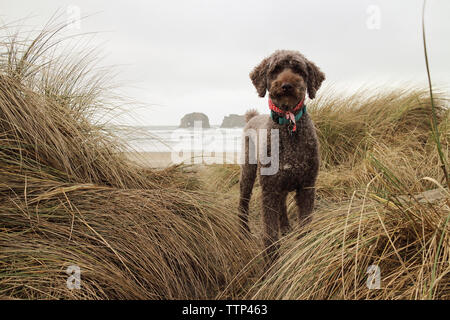 Portrait von Pudel stehend am Ufer inmitten Gras am Cape Lookout State Park Stockfoto