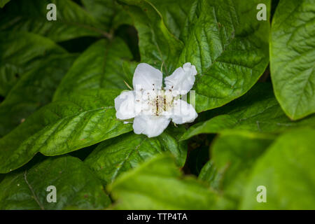 Mispel Blume, Mespilus Germanica. Stockfoto