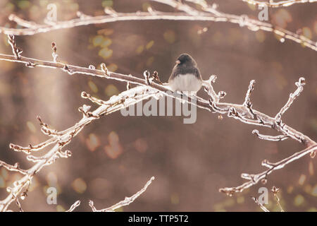 Close-up von dark-eyed Junco hocken auf vereiste Pflanze Stammzellen Stockfoto