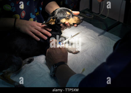 Zugeschnittenes Bild von Tierärzten untersuchen Hund in Klinik Stockfoto