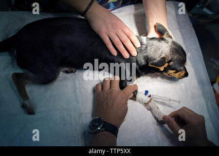 Draufsicht des Hundes von Tierärzten in der Klinik geprüft werden. Stockfoto