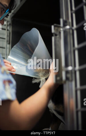 Zugeschnittenes Bild der Berufsbildung zur Festsetzung schützenden Kegel auf Hund in Klinik Stockfoto