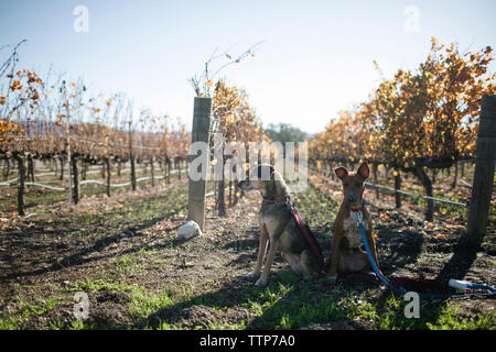 Hunde sitzen auf Feld am Weinberg gegen die klaren Himmel Stockfoto