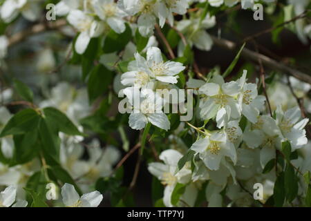 Cornus alba 'Sibirica, Mock-orange Blüten im Garten. Cornus alba 'Sibirica Blumen hautnah. Stockfoto