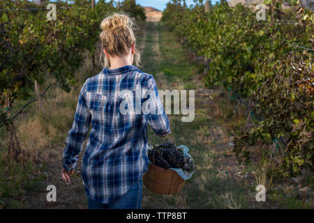 Ansicht der Rückseite Frau mit Eimer Trauben Wandern im Weinberg Stockfoto