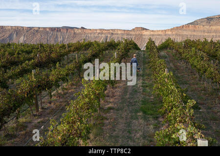 Ansicht der Rückseite des Landwirt mit Eimer Trauben beim Spaziergang im Weinberg Stockfoto