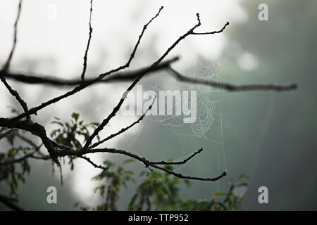 In der Nähe von Spider web auf Zweige Stockfoto