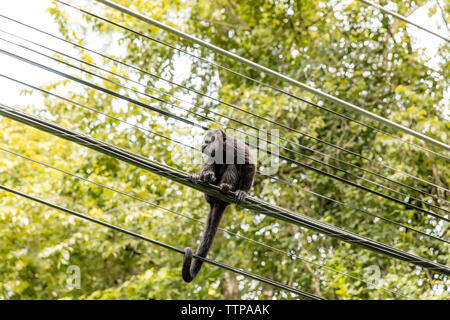 Low Angle View der Affe sitzt auf Stromleitungen gegen Baum Stockfoto