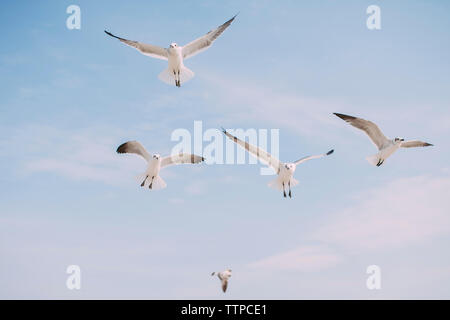 Low Angle View von Möwen fliegen im Himmel Stockfoto