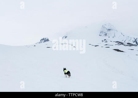 Hund auf schneebedeckten Feld am Mount Hood Stockfoto