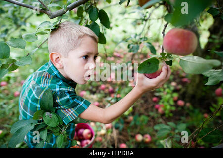 Hohe Betrachtungswinkel der Boy zupfen Äpfel während der Ernte im Orchard Stockfoto