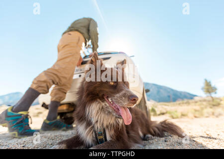 Low Angle View der Mann mit dem Auto mit Border Collie gegen den klaren Himmel Stockfoto