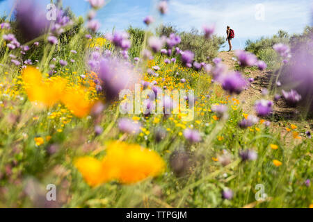 Fernsicht auf Frau steht auf Feld mit Blumen vorne Stockfoto