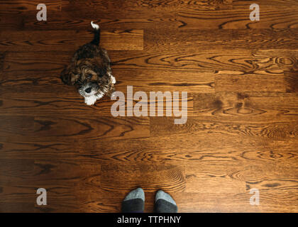 Niedrige Abschnitt auf Mann mit Shih Tzu auf Parkett zu Hause stehend Stockfoto