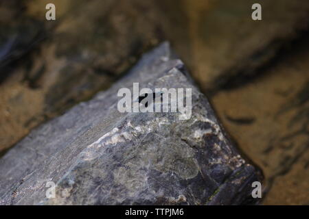 Schöne Demoiselle (Calopteryx Virgo). Fluss Dart fließt durch Hembury Holz auf einem späten Sommer am Nachmittag. Buckfastleigh, Dartmoor, Devon, Großbritannien. Stockfoto