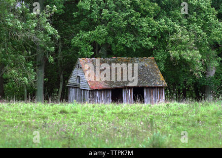 Verlassen in den Wäldern vergossen Stockfoto