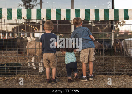 Ansicht der Rückseite des Geschwister an Ziege in Tiergehege am Bauernhof suchen Stockfoto
