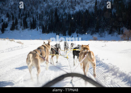 Ansicht der Rückseite des Schlittenhunde ziehen Pferdeschlitten auf verschneiten Landschaft Stockfoto