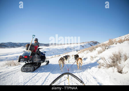 Fröhliche Frau snowmobiling während Schlittenhunde Schlitten ziehen. Stockfoto