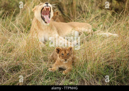 Lion cub mit löwin Entspannen auf Feld in der Serengeti National Park Stockfoto